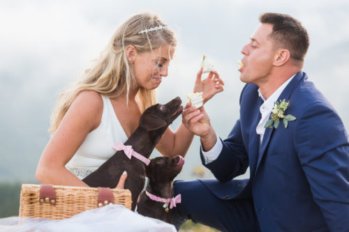 Dogs eat wedding cake