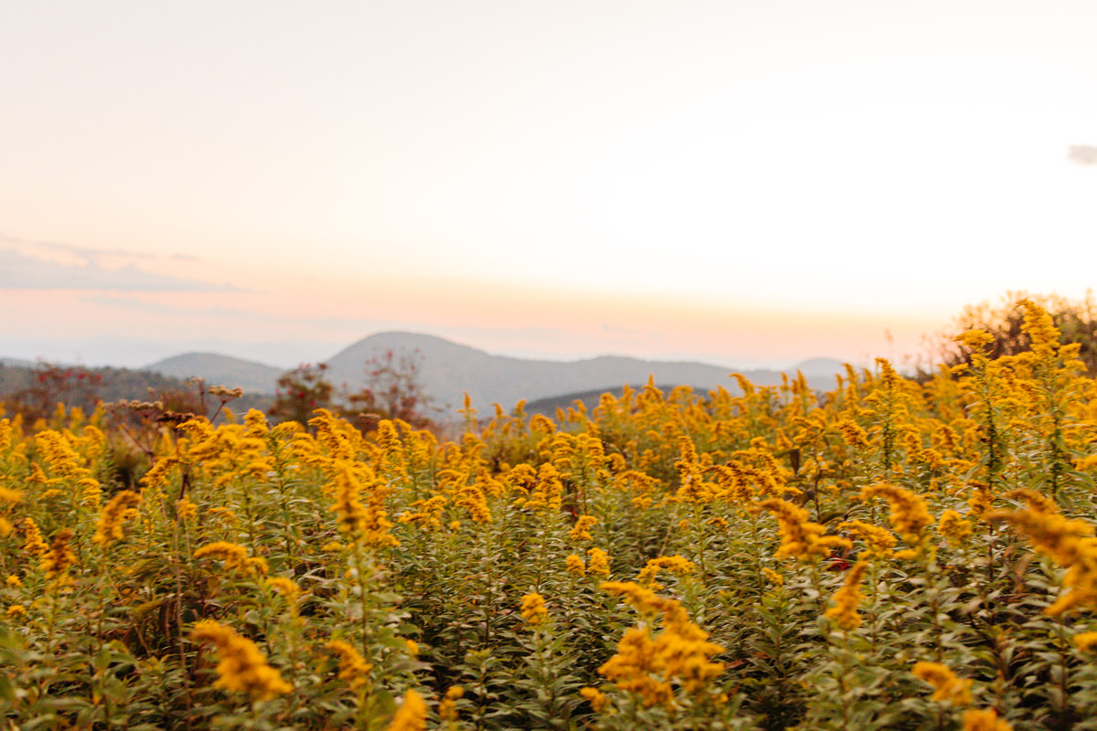 Scenic mountain landscape at Black Balsam Knob in peak fall foliage, with vibrant red, orange, and gold trees stretching across the Blue Ridge Mountains.