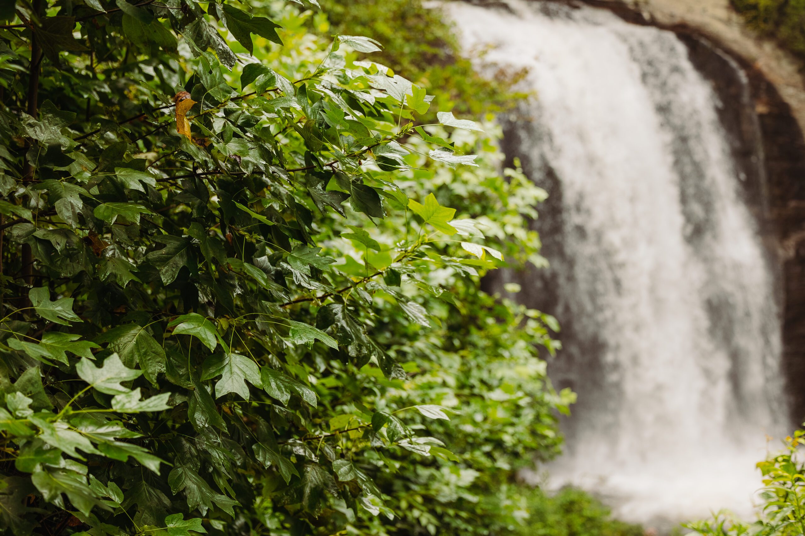 Lush green leaves and a waterfall backdrop show how to incorporate personal touches into your elopement.