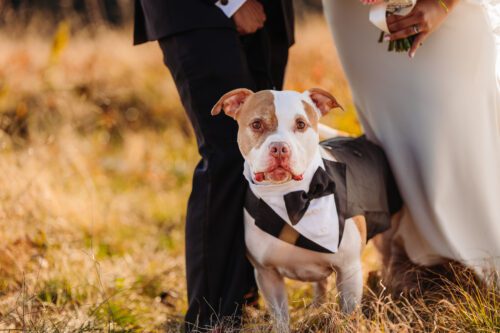 Bulldog as a Groom at the the elopement