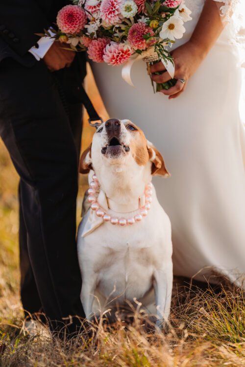 Female Dog as a Bridesmaid at the the elopement, pearl necklace