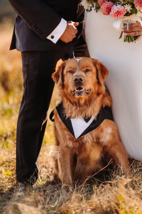 Golden Retriever as a Groom at the the elopement