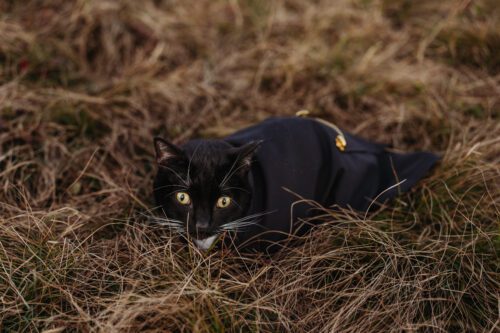 Cat in Tuxedo at elopement 