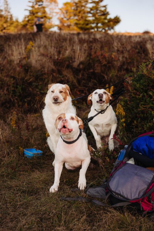 Cute doggies as guests of the elopement 