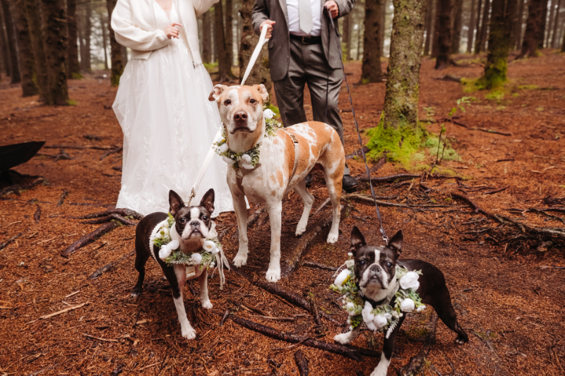 Bride and groom include their dog in their Asheville elopement with floral collars in forest.