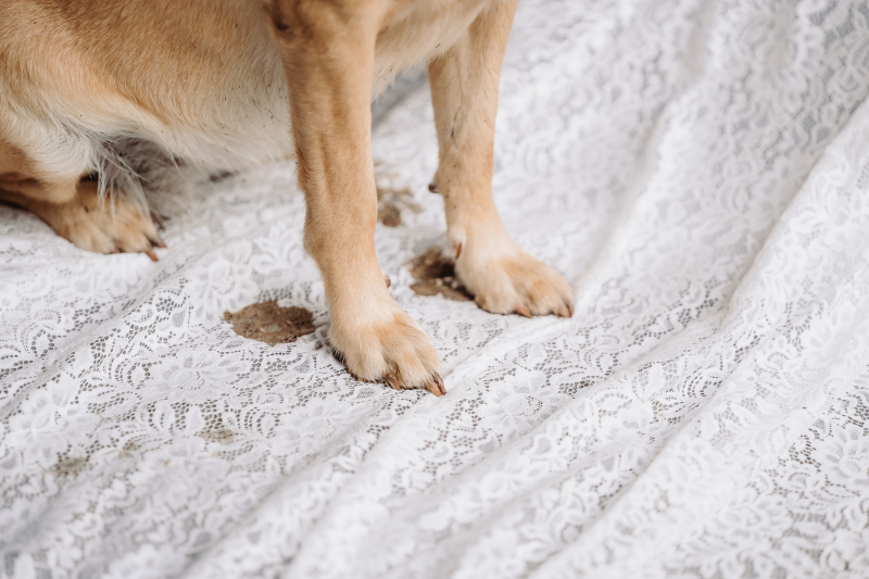 Dog with muddy paws leaves prints on wedding dress while being included in Asheville elopement.