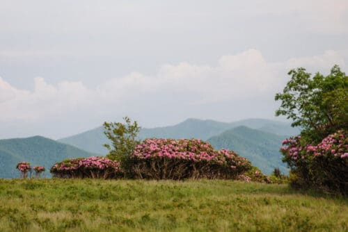 Rhododendron blooms during a June elopement in the Blue Ridge Mountains