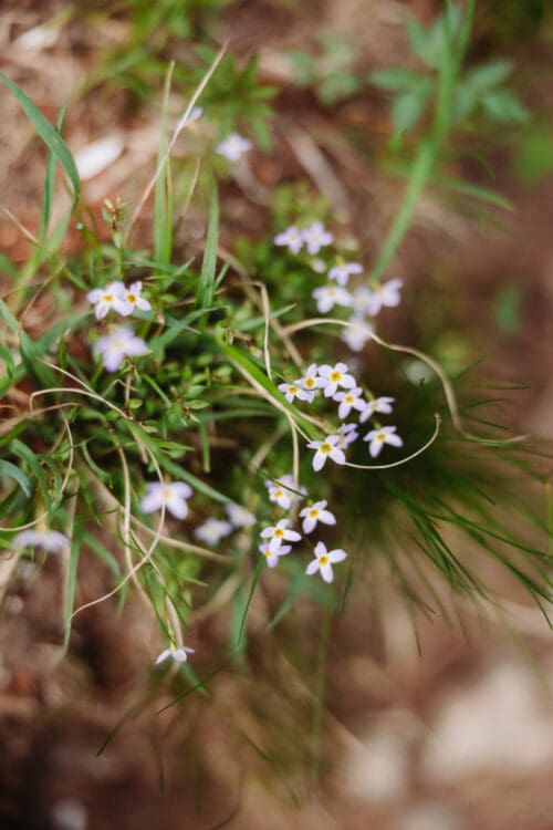 Wildflowers growing in the forest during a peaceful Asheville elopement vs wedding mountain ceremony.