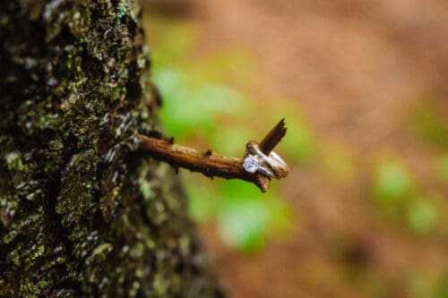 Rain-covered tree branch during a rainy wedding day in the Blue Ridge Mountains of North Carolina.