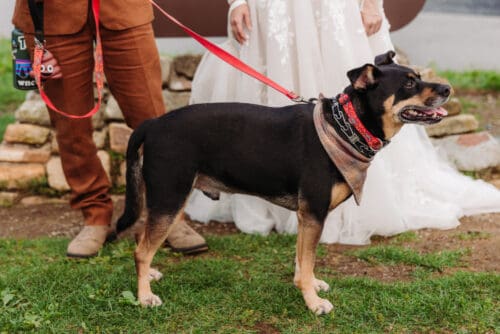 Wedding planning tips for including your dog in an Asheville mountain elopement celebration.